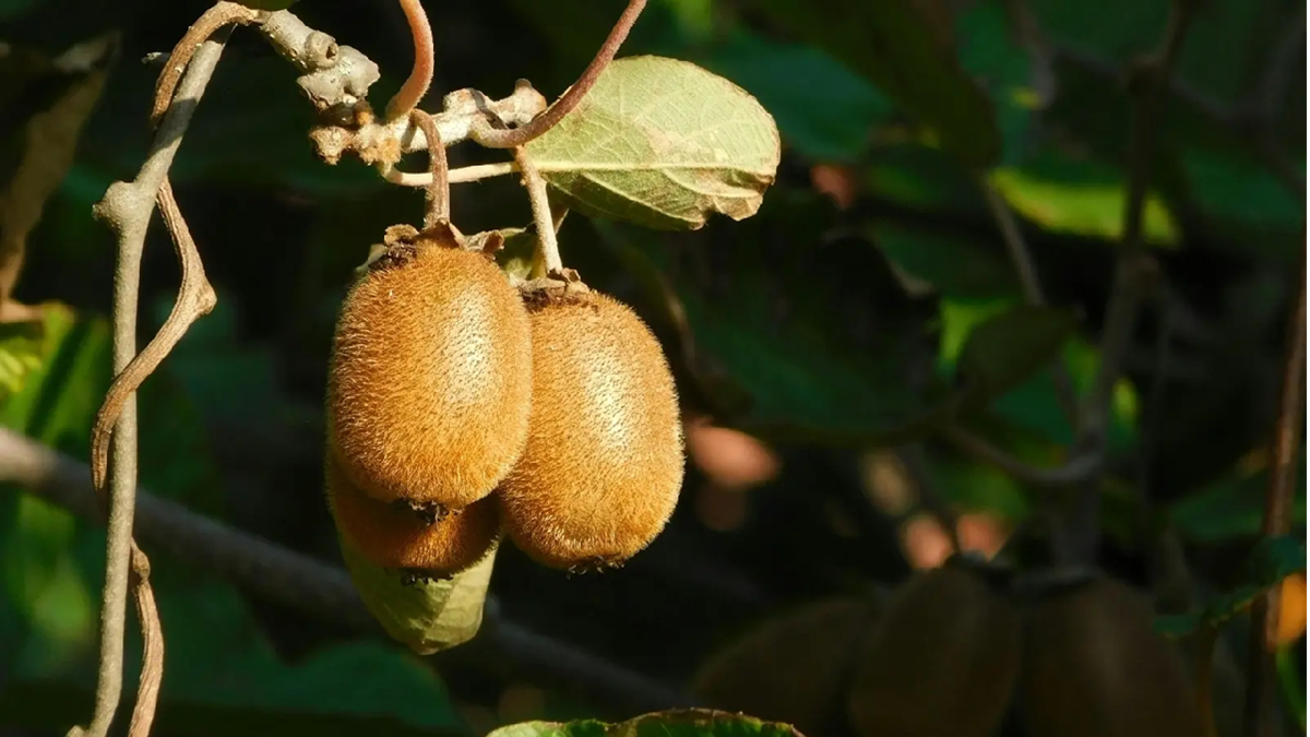 What Are Brix Measurements and Are They Crucial in Fresh Produce.png